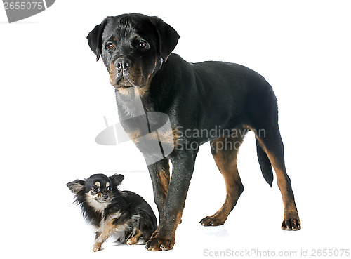 Image of young rottweiler and chihuahua