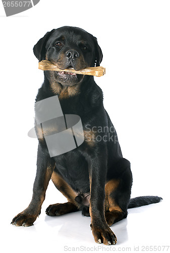 Image of young rottweiler and bone