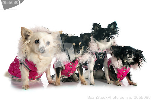 Image of dressed chihuahuas