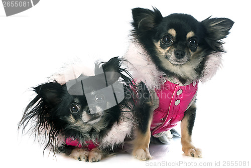 Image of dressed chihuahuas