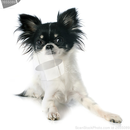 Image of chihuahua