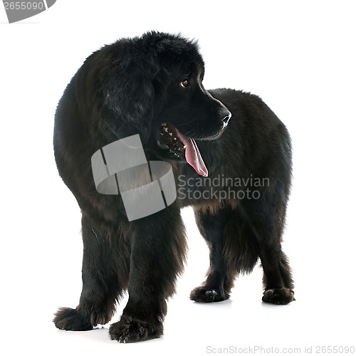 Image of newfoundland dog