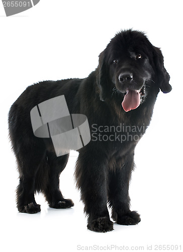 Image of newfoundland dog