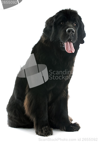 Image of newfoundland dog