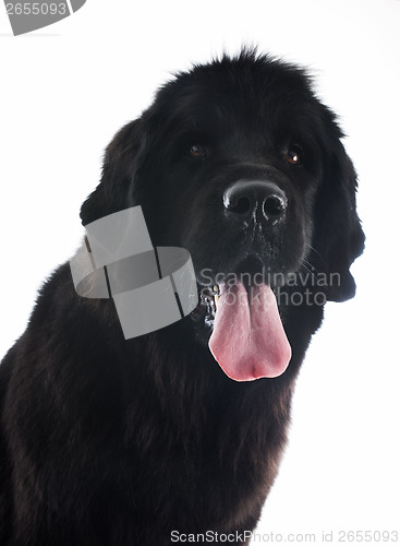 Image of newfoundland dog