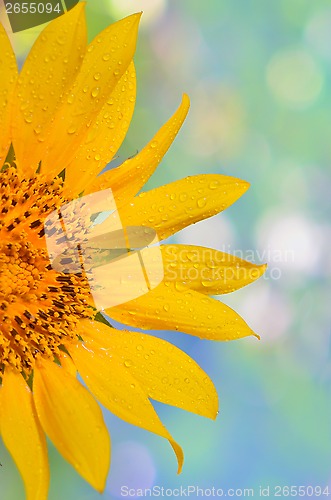 Image of sunflower