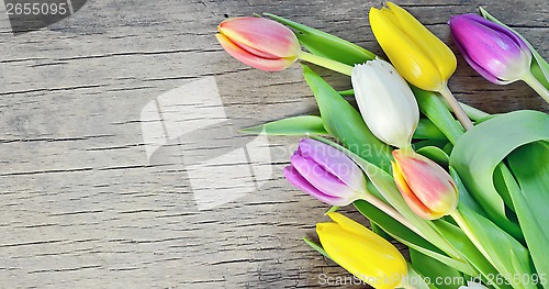 Image of tulips