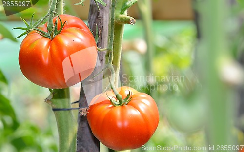 Image of Fresh ripe tomatoes 