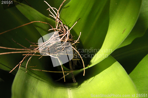 Image of fallen twigs on fern leaf