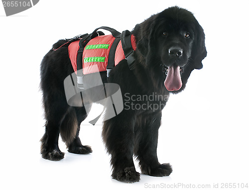 Image of rescue newfoundland dog