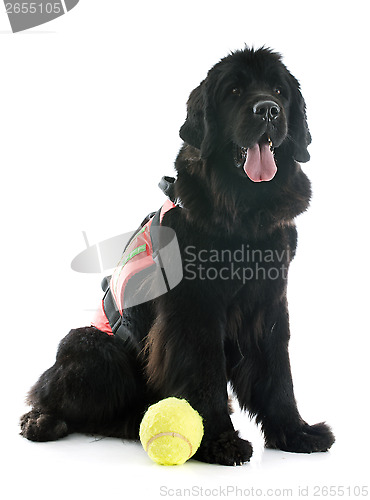 Image of rescue newfoundland dog