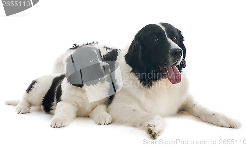 Image of landseer dogs