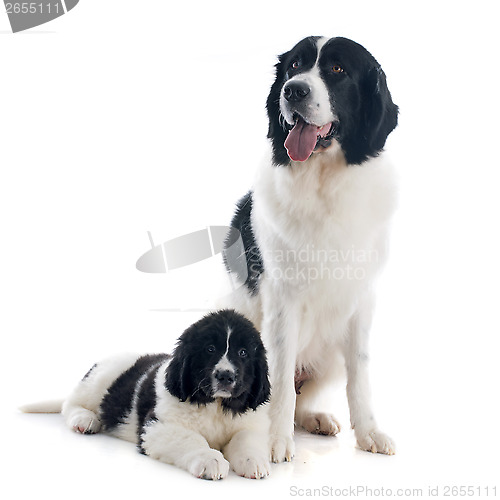 Image of landseer dogs