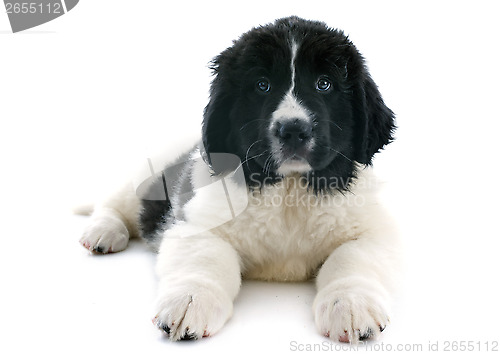 Image of landseer puppy