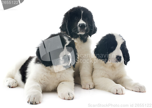 Image of landseer puppies