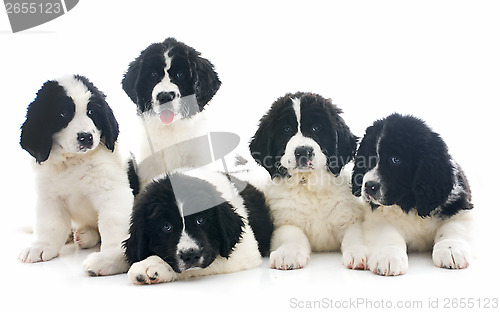 Image of landseer puppies