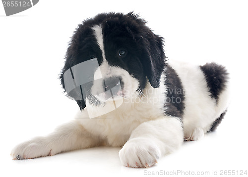 Image of landseer puppy