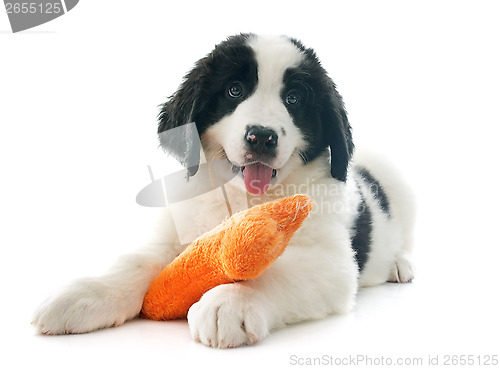 Image of landseer puppy