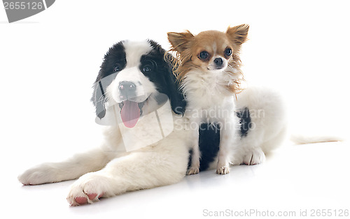 Image of landseer puppy and chihuahua