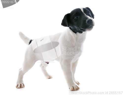 Image of puppy jack russel terrier