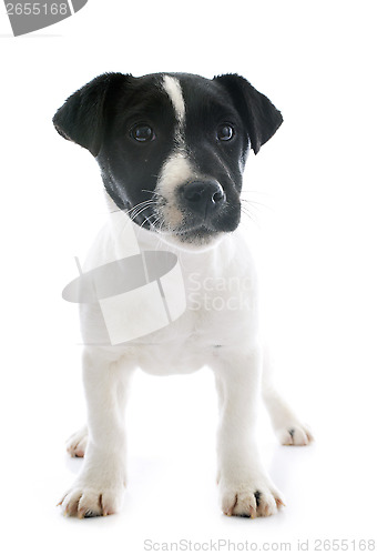 Image of puppy jack russel terrier