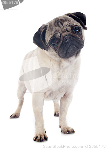 Image of young pug