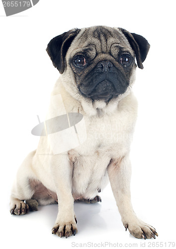 Image of young pug