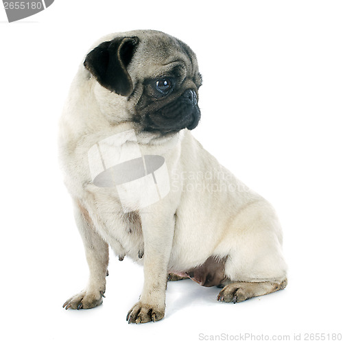 Image of young pug