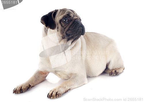 Image of young pug