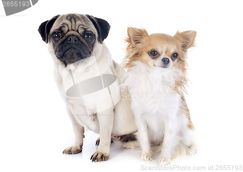 Image of young pug and chihuahua