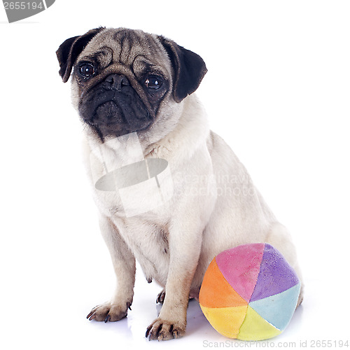 Image of young pug and ball