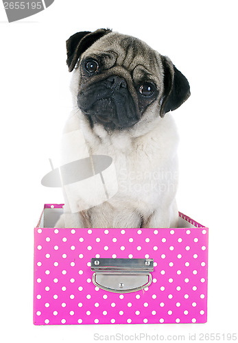 Image of young pug in box