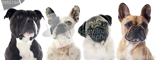 Image of four dogs