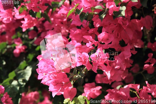 Image of bougainvillea flower 