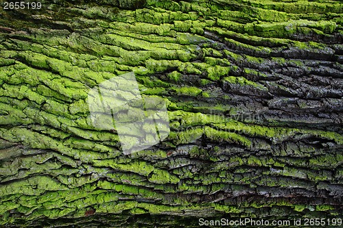Image of green bark texture 