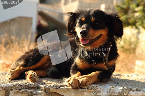 Image of small brown and black dog 