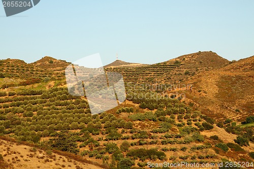 Image of olive treeses from the greece island