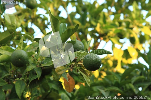 Image of lime citrus plant 