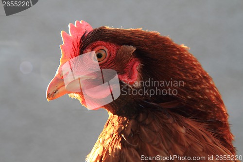 Image of chicken head 