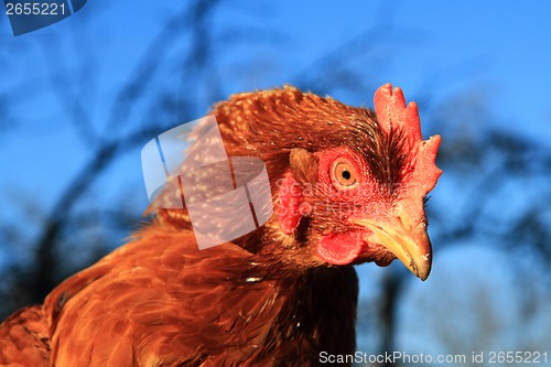 Image of chicken head 