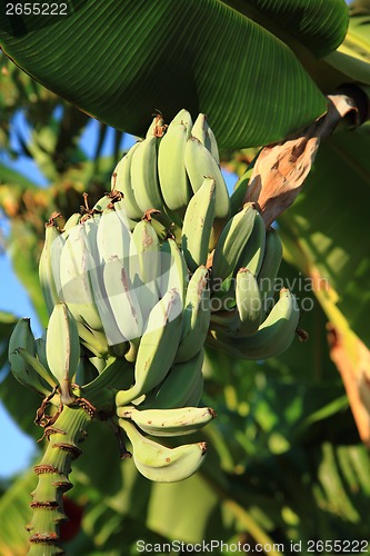 Image of banana fruits 