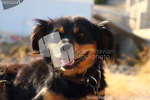 Image of small brown and black dog 