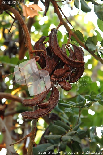 Image of carob plant (ceratonia siliqua)