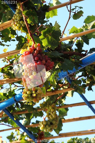 Image of green and red grapes 