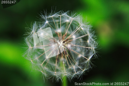 Image of The Dandelion background.