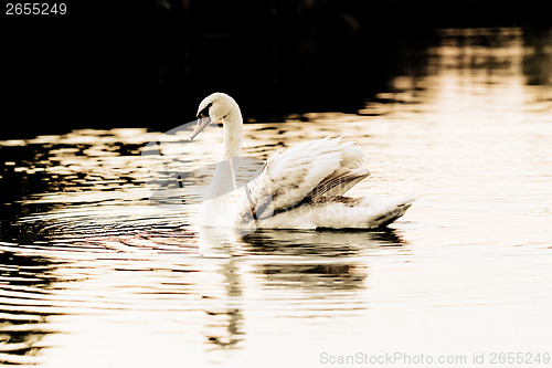 Image of Lonely swan