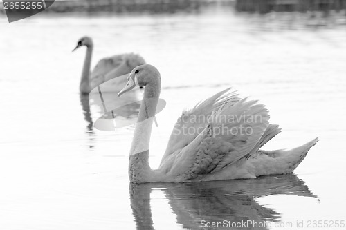 Image of Lonely swan