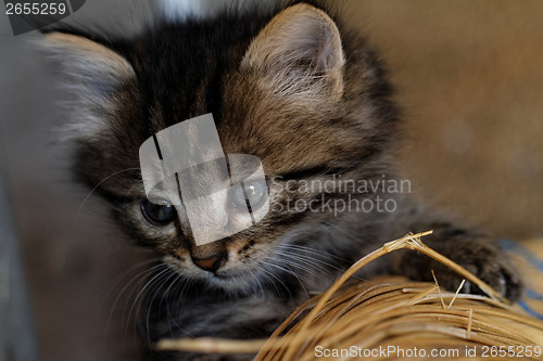 Image of Tabby kitten