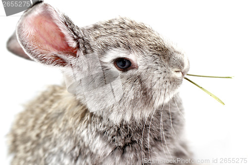 Image of Gray rabbit