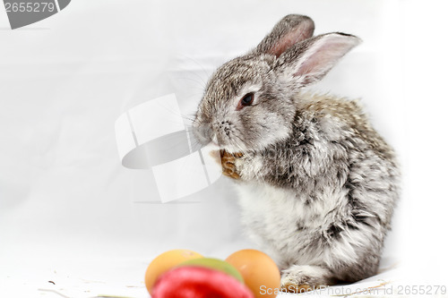 Image of Gray rabbit